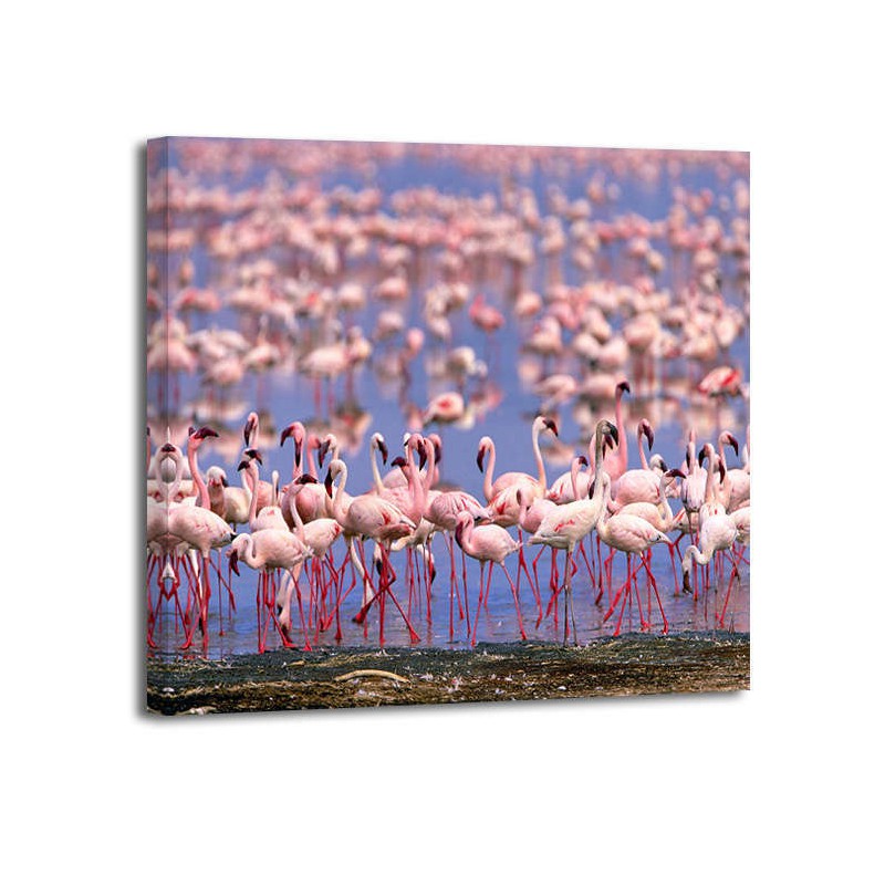 Momatiuk Eastcoitt - Flamingoes in shallow Lake