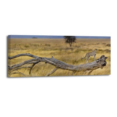 Ocean Images - Cheetah on a tree branch Serengueti National Park
