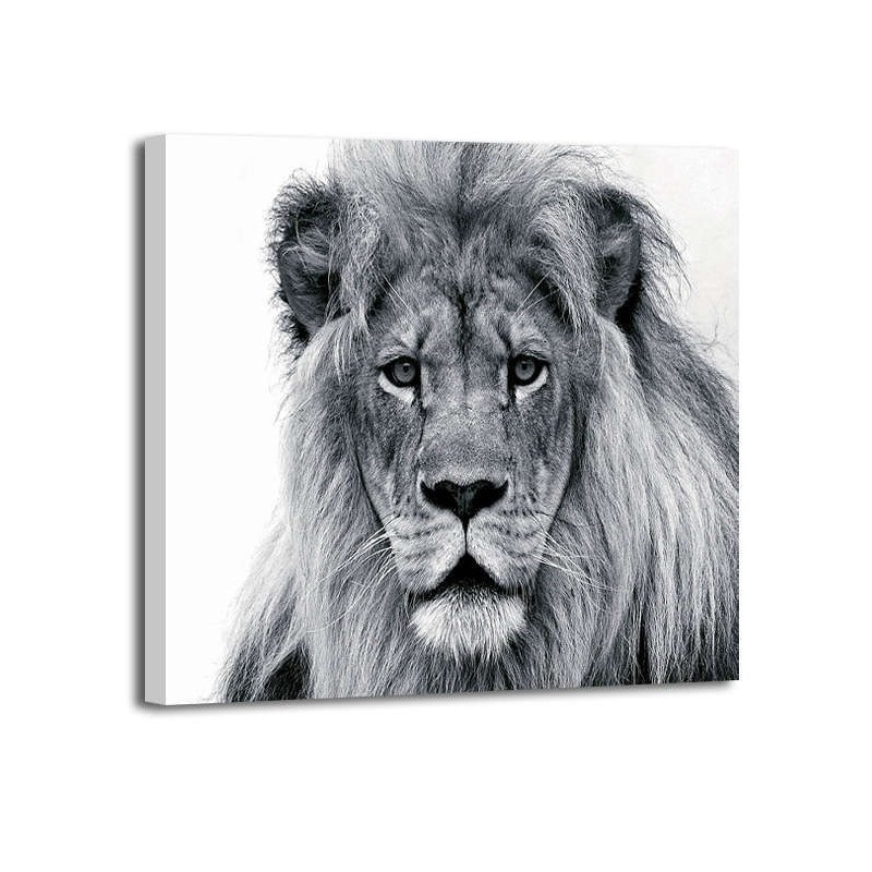 William Franklin - Male Lion