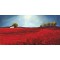 Philip Bloom - Field of poppies