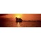 James Randklev - Saiboat on sunset