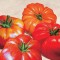 Remo Barbieri - Tomatoes