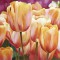 Luca Villa - Spring tulips I